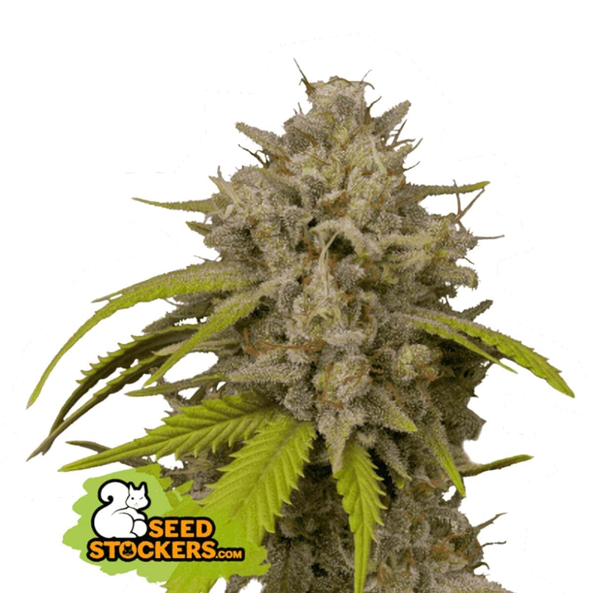 COOKIES FAST Seedstockers Semilla Feminizada Version Rápida Potente