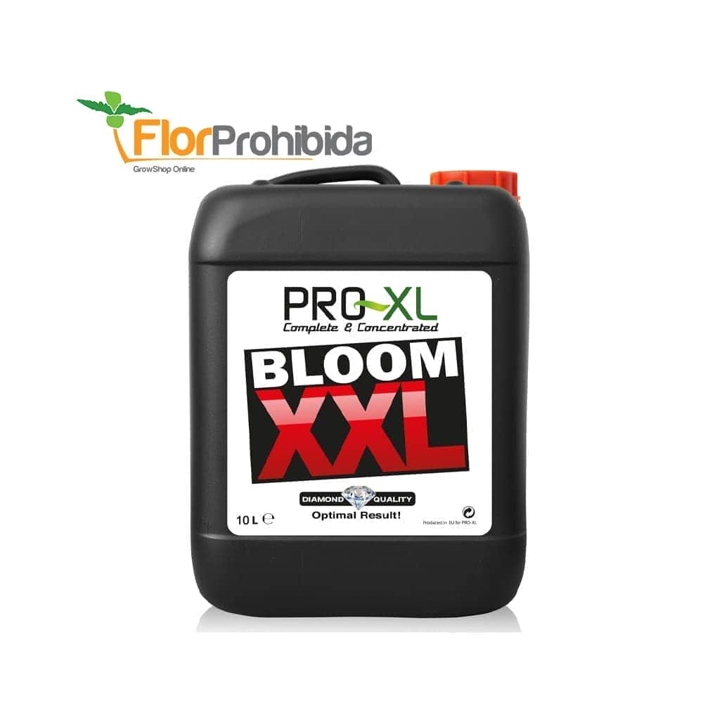BLOOM XXL (Pro-XL)