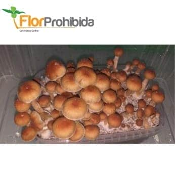 Comprar Bisturí de laboratorio al mejor precio - Pan de Setas