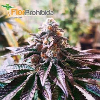 COOKIES PURPLE PUNCH (3) MEDICAL SEEDS