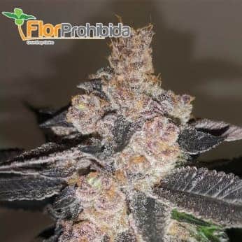 GELATO 242 (3) MEDICAL SEEDS