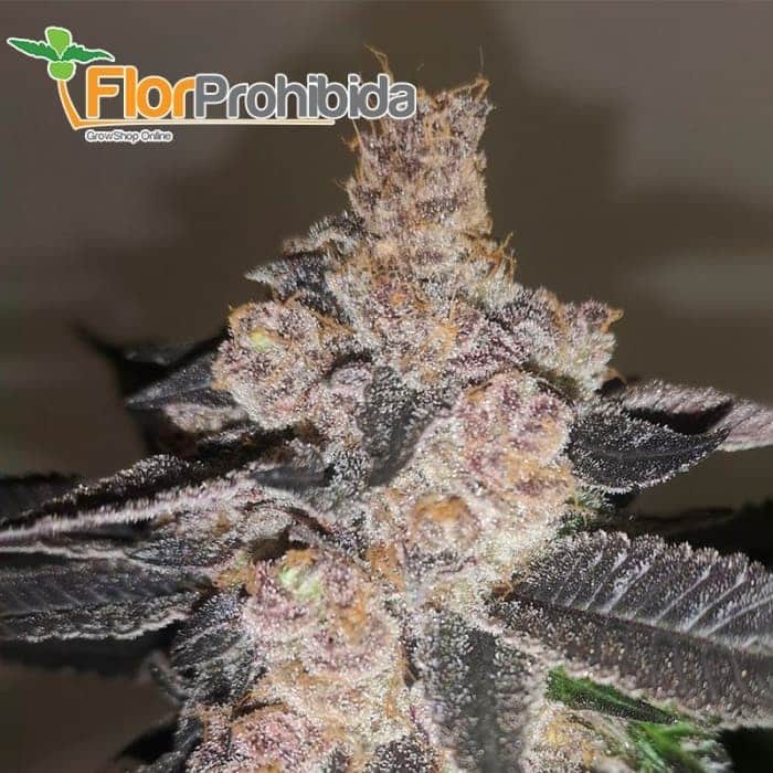 GELATO 242 (3) MEDICAL SEEDS