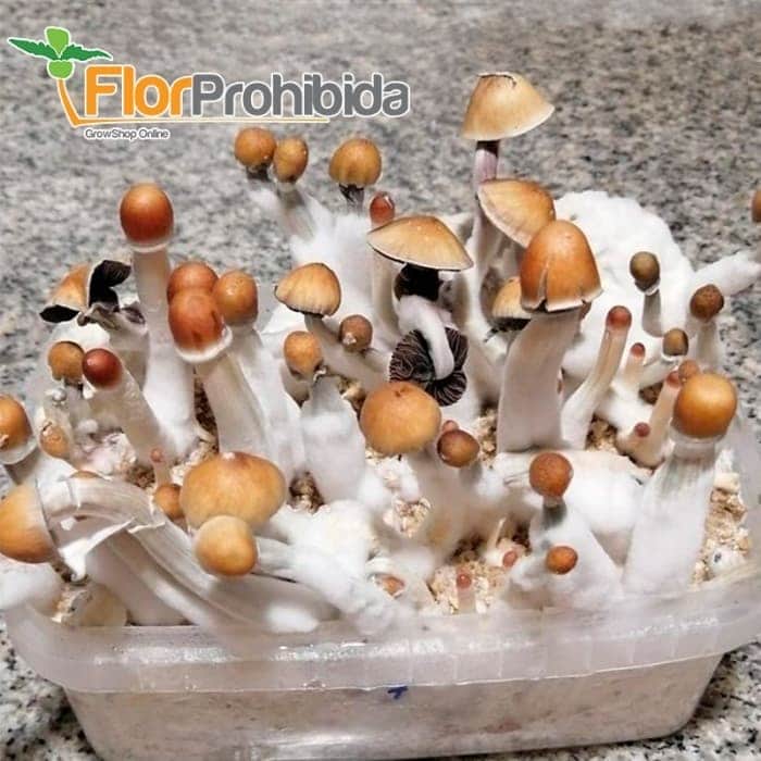 Hongos Mexicanas de Setnatur Psilocybe Cubensis