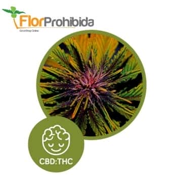 Auto Dark Rose CBD de Élite Seeds - Semillas de marihuana medicinal.