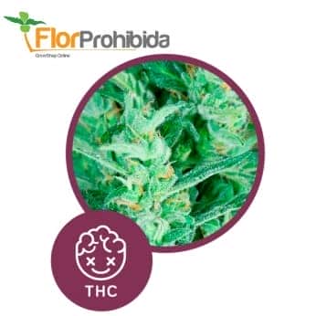 Élite 47 Auto de Élite Seeds - Semillas de marihuana autofloreciente.