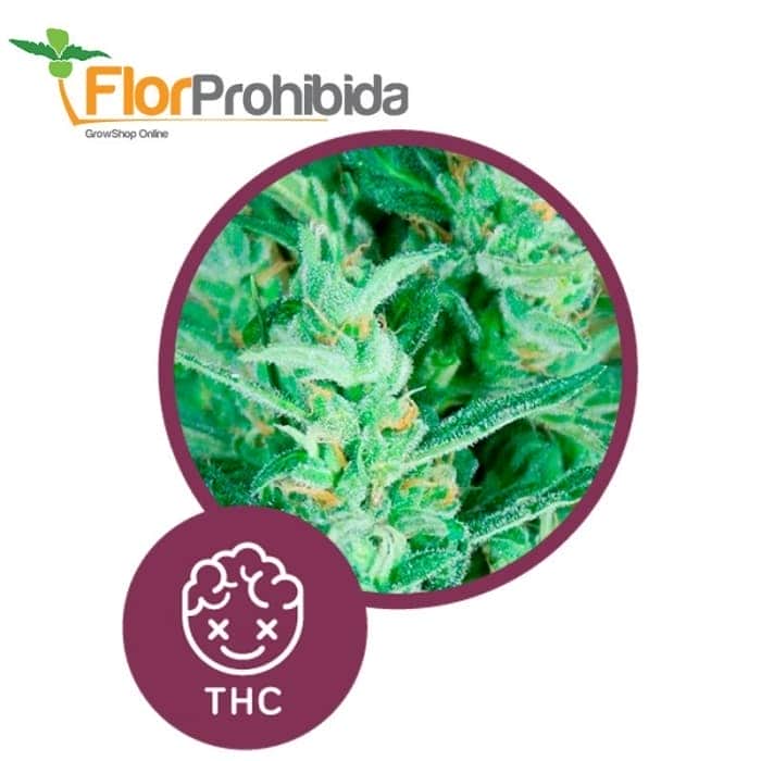 Élite 47 Auto de Élite Seeds - Semillas de marihuana autofloreciente.