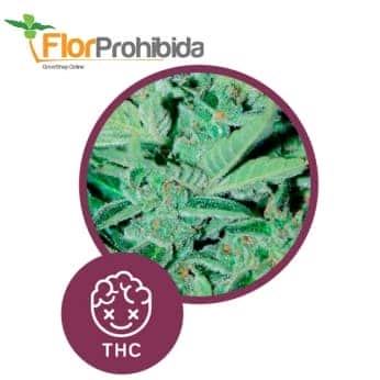 Goliat Auto de Élite Seeds - Semillas de marihuana autofloreciente.