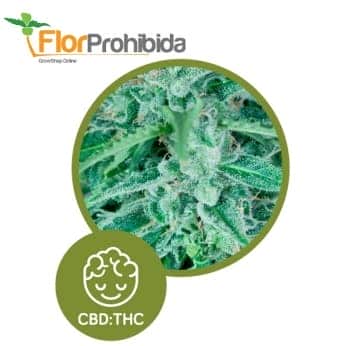 Auto Llimonet Haze CBD de Élite Seeds - Semillas autoflorecientes feminizadas.