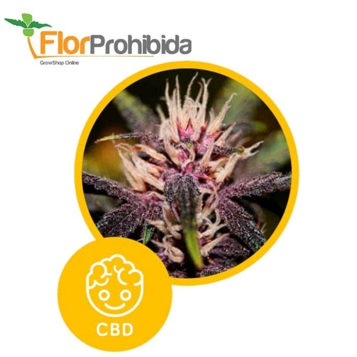 Auto Purplediol de Élite Seeds - Semillas feminizadas de marihuana.