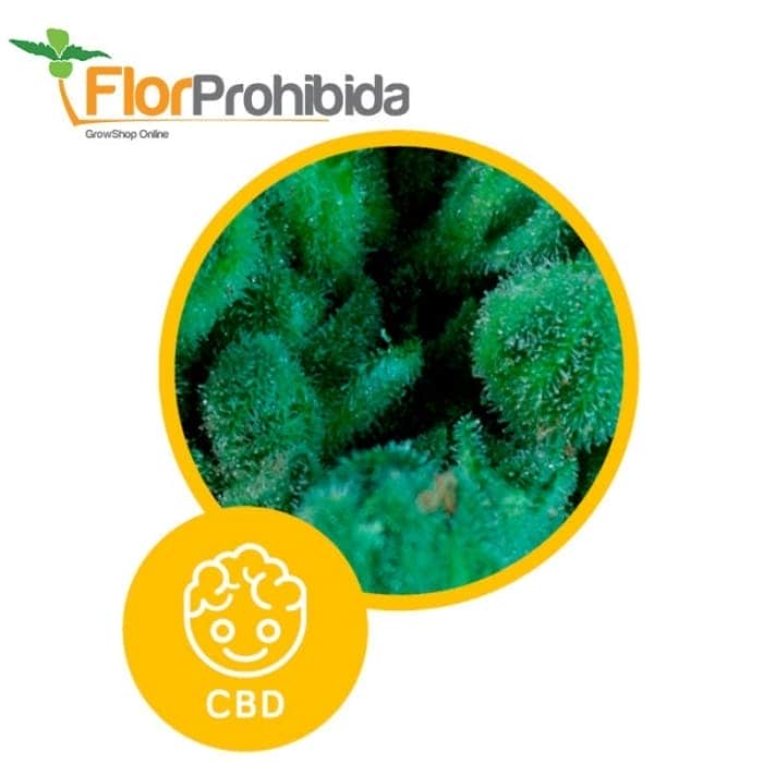 Auto Solodiol de Élite Seeds - Semillas de marihuana autoflorecientes.