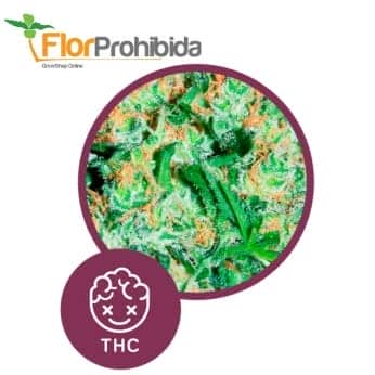 Banana Joint de Elite Seeds - Semillas feminizadas de marihuana