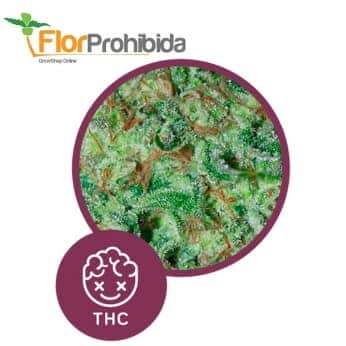 Bestial Skunk de Élite Seeds - Semillas de marihuana productivas