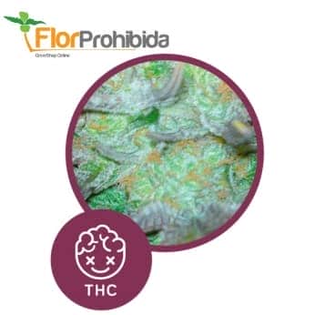 Black Hole de Élite Seeds - Semillas marihuana feminzadas.