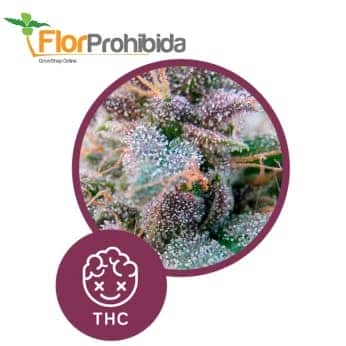 Blue Élite Índica de Élite Seeds - Semillas feminizadas de marihuana.