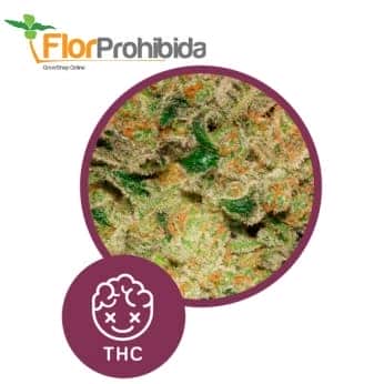 Caprichosa Thai - Semillas feminizadas de marihuana.