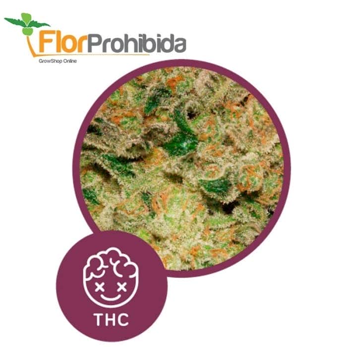 Caprichosa Thai - Semillas feminizadas de marihuana.