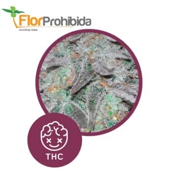 Early Widow de Élite Seeds - Semillas marihuana productivas.