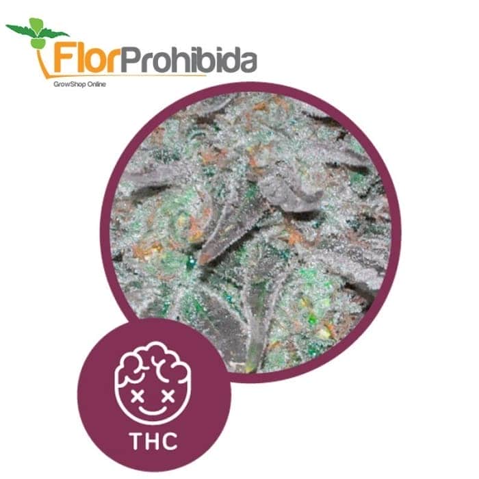 Early Widow de Élite Seeds - Semillas marihuana productivas.