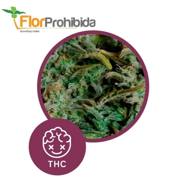 Élite 47 de Élite Seeds - Semillas de marihuana feminizadas.