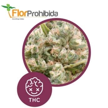 La Katana de Élite Seeds - Semillas feminizadas de marihuana.