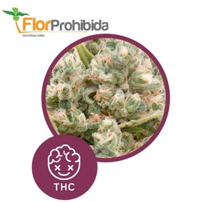 La Katana de Élite Seeds - Semillas feminizadas de marihuana.