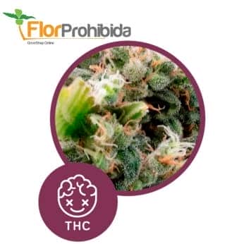 La Rica - Clasica THC de Élite Seeds - Semillas feminizadas de marihuana.