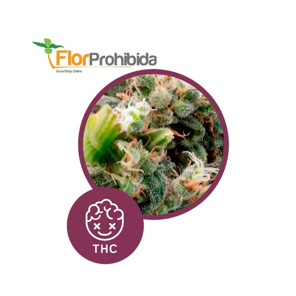 La Rica - Clasica THC de Élite Seeds - Semillas feminizadas de marihuana.