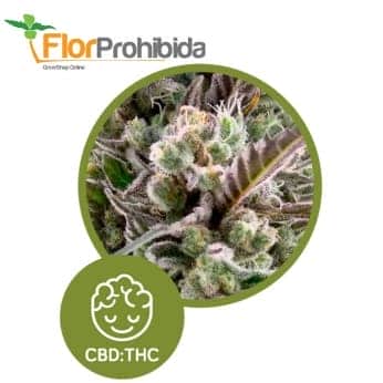 Llimonet Haze - Clásica CBD de Élite Seeds - Semillas feminizadas de marhuana.