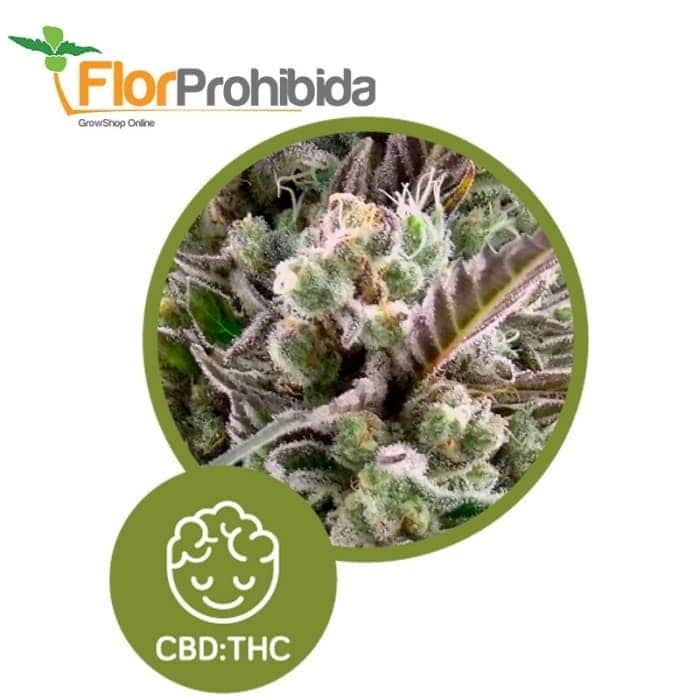 Llimonet Haze - Clásica CBD de Élite Seeds - Semillas feminizadas de marhuana.