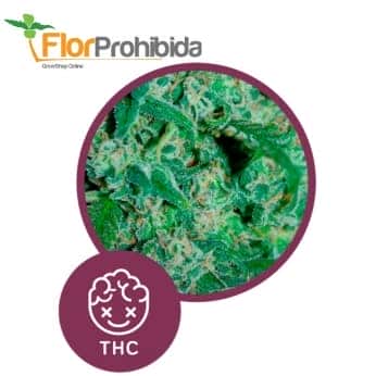 Llimonet Haze - Clásica THC de Élite Seeds - Semillas de marihuana feminizadas.