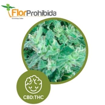 Llimonet Haze - Ultra CBD. Semillas feminizadas de marihuan.