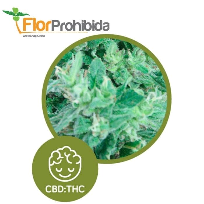 Llimonet Haze - Ultra CBD. Semillas feminizadas de marihuan.