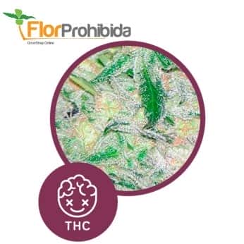 Mota Khan Afghana de Élite Seeds - Semillas de marihuana feminizadas.