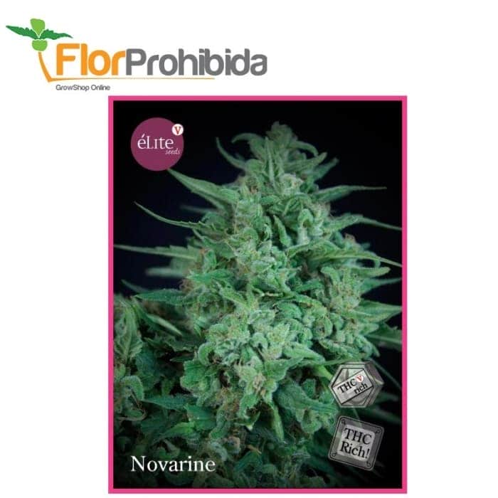 NOVARINE CLASICA THCV
