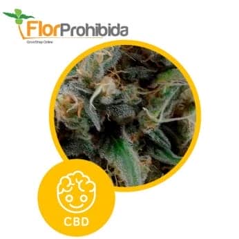 Solodiol de Élite Seeds - Semillas feminizadas de marihuana.