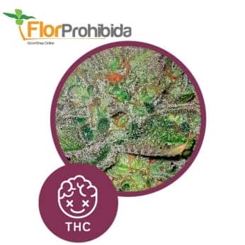 Meganuska de Élite Seeds - Semillas feminizadas de marihuana.