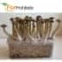 Setas mágicas del Kit Golden Teacher de Setnatur con Psilocibina