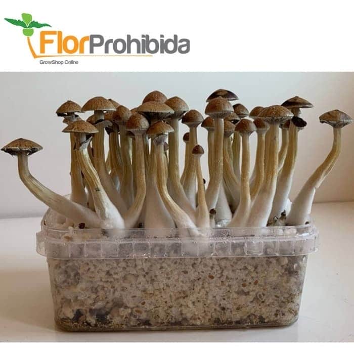 Setas mágicas del Kit Golden Teacher de Setnatur con Psilocibina