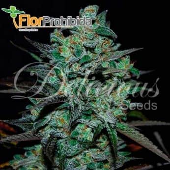 NORTHERN LIGHT BLUE THC FREE (Delicious Seeds)