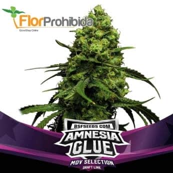 AMNESIA GLUE (Bsf Seeds)