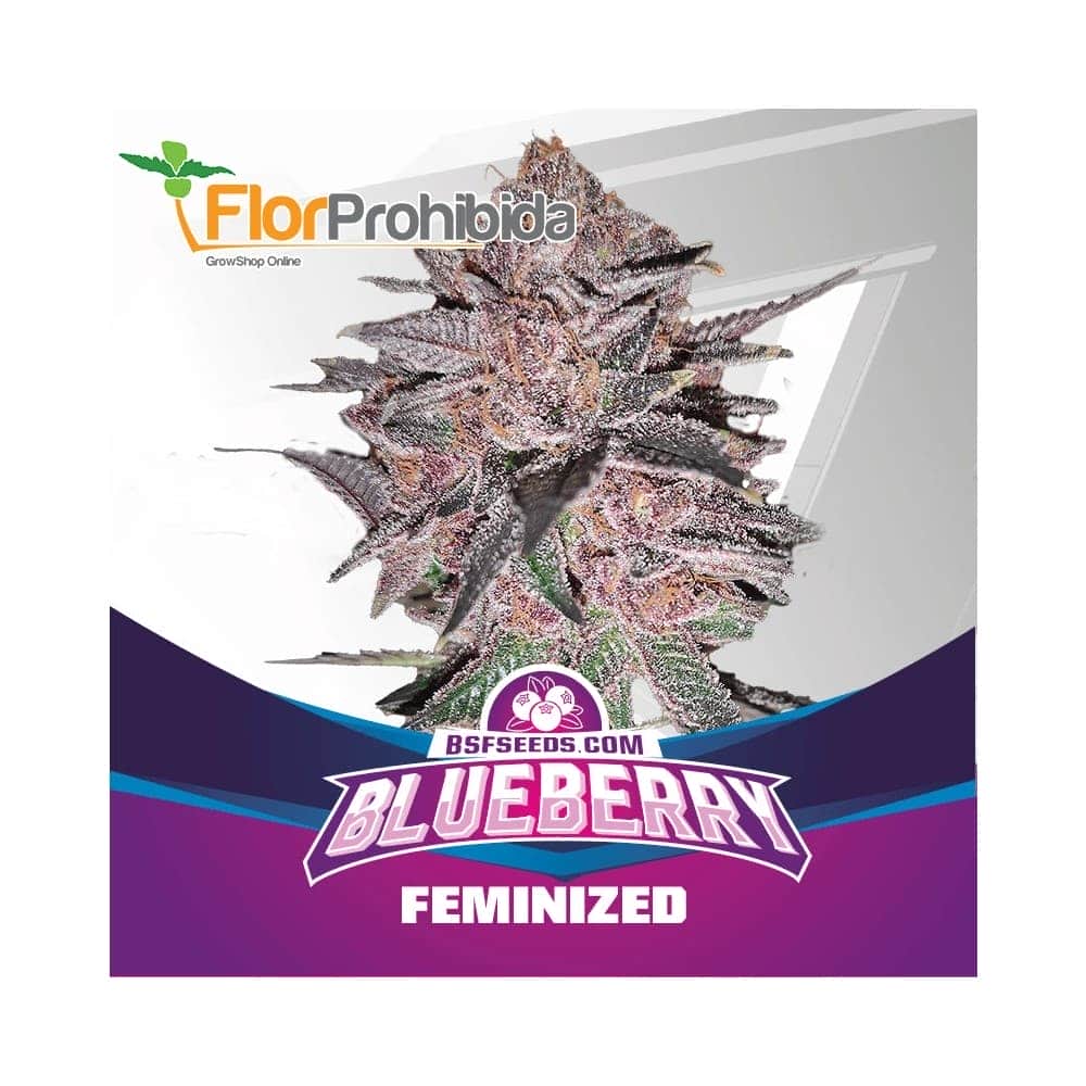 BLUEBERRY (Bsf Seeds)