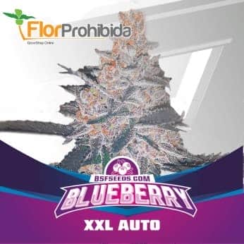 AUTO BLUEBERRY XXL (Bsf Seeds)