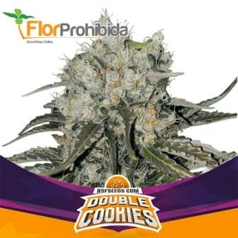 DOUBLE COOKIES (Bsf Seeds)