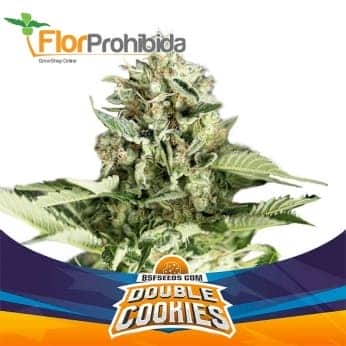AUTO DOUBLE COOKIES (Bsf Seeds)