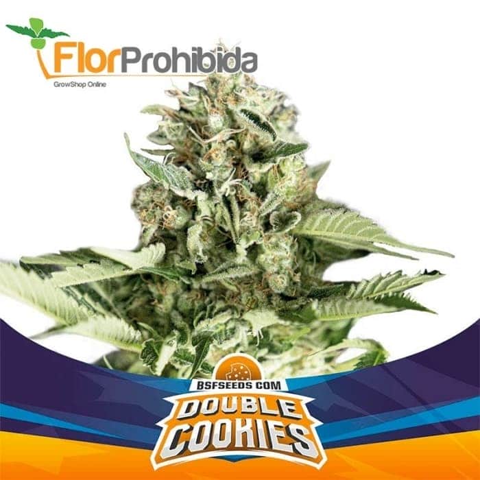 AUTO DOUBLE COOKIES (Bsf Seeds)