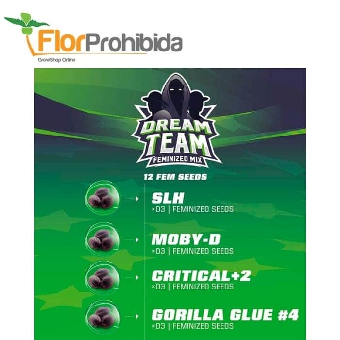 DREAM TEAM FEMINIZED MIX (Bsf Seeds)