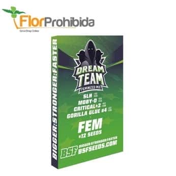 DREAM TEAM FEMINIZED MIX (Bsf Seeds)