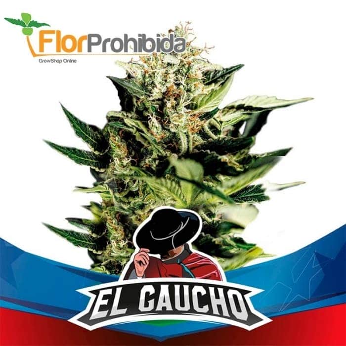 EL GAUCHO FAST VERSION (Bsf Seeds)