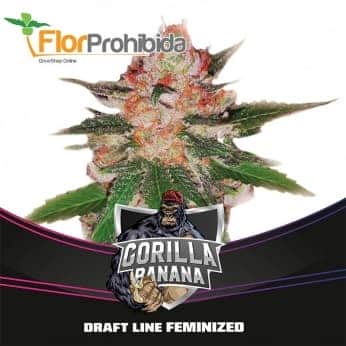 GORILLA BANANA DRAFT LINE (Bsf Seeds)