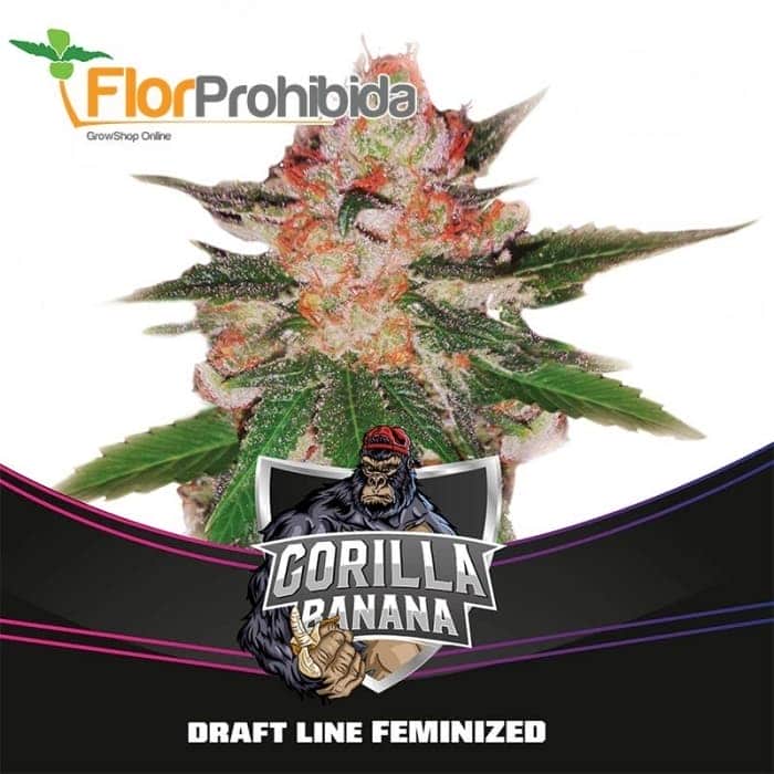 GORILLA BANANA DRAFT LINE (Bsf Seeds)